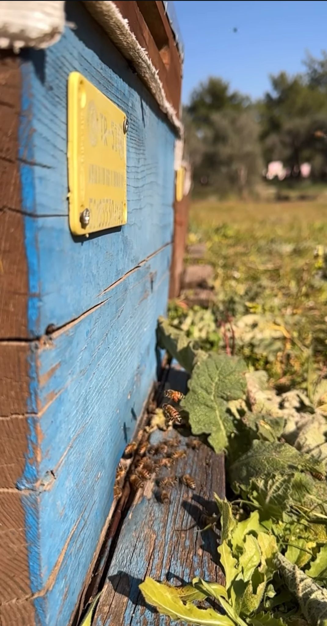 Pulat Arıcılık ve Bal Ürünleri